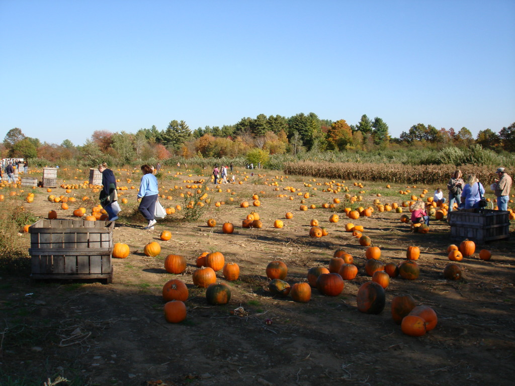 pumpkin patch, New Hampshire