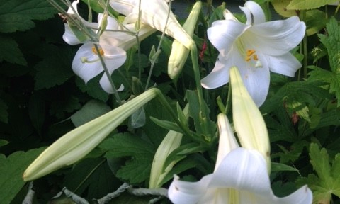 trumpet shaped Easter lilies, white lilies