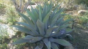 blue agave neversaydiebeauty.com