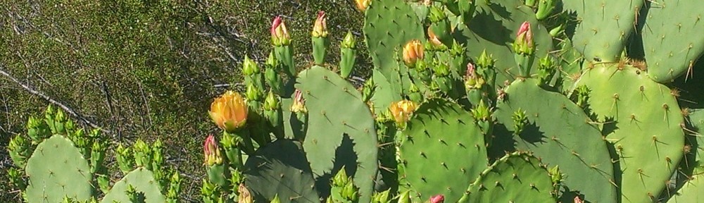 blooming cactus neversaydiebeauty.com