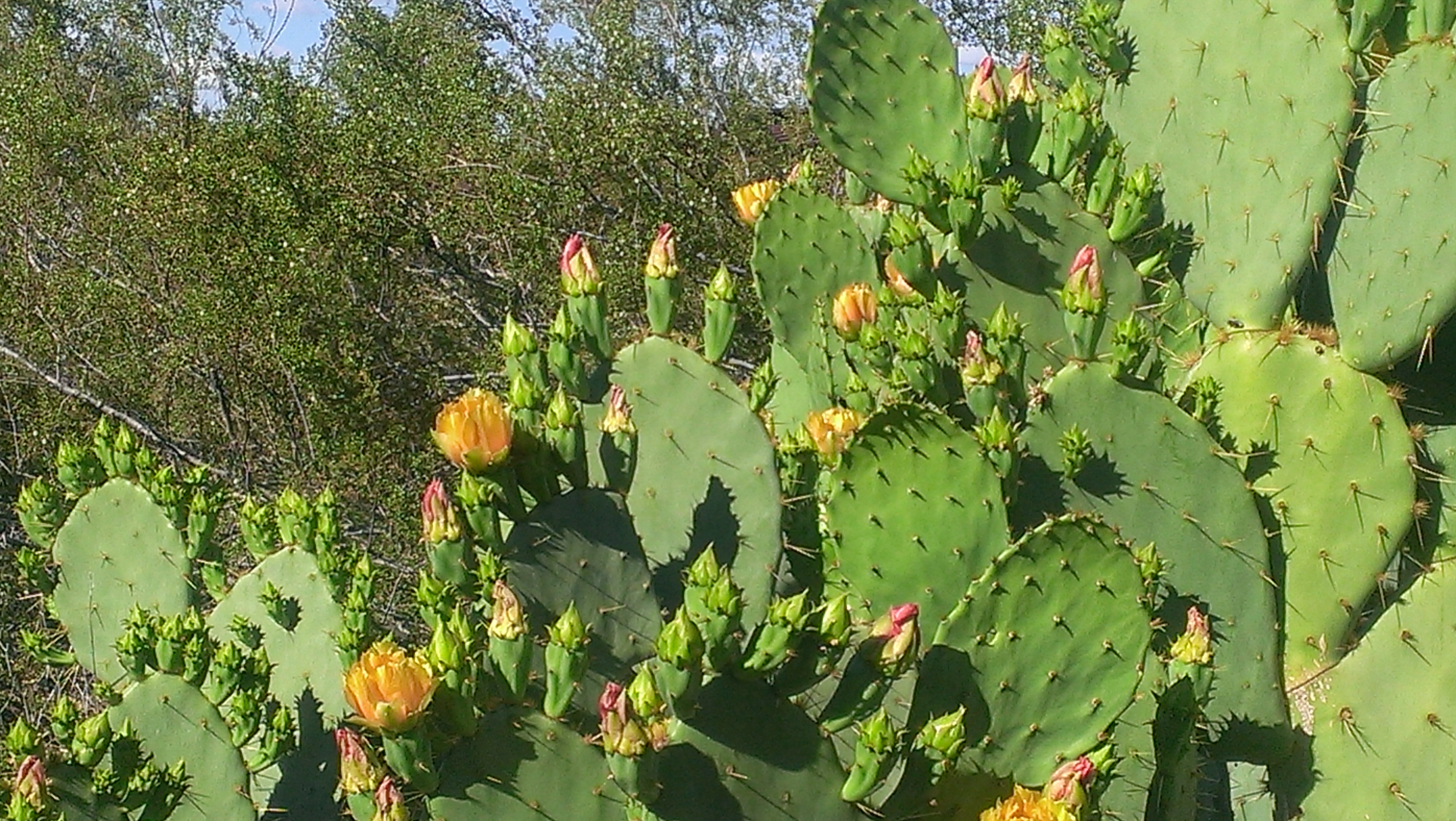 blooming cactus neversaydiebeauty.com