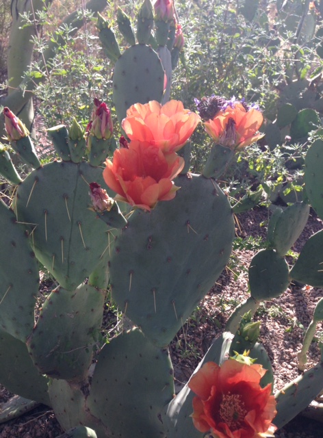 cactus-blooming-closeup