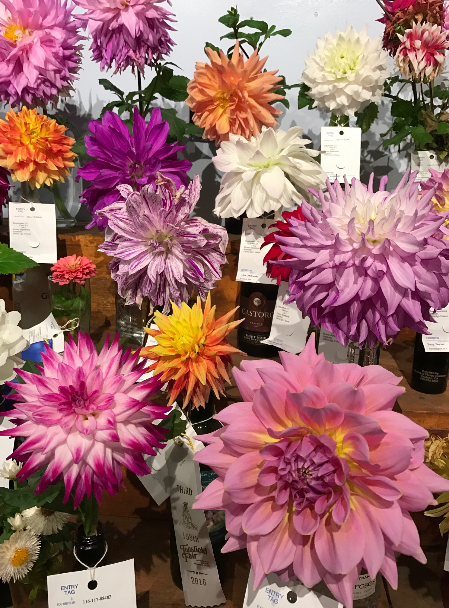 dahlias Topsfield Fair neversaydiebeauty.com