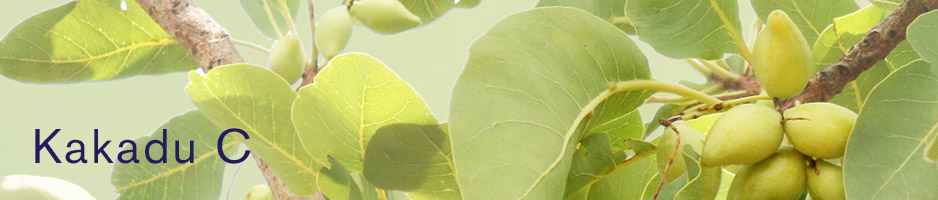 photo of Kakadu plums from Australia