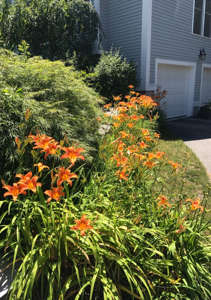 orange daylilies, neversaydiebeauty.com