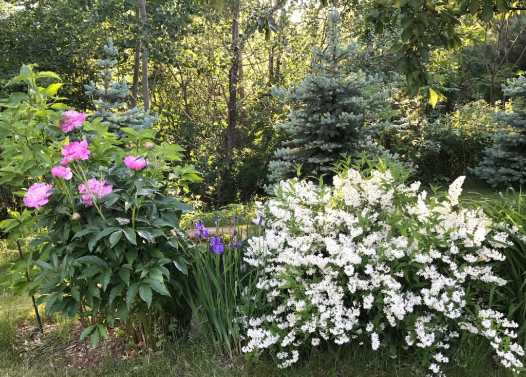 peonies, Japanese iris, white flowering shrub, neversaydiebeauty.com