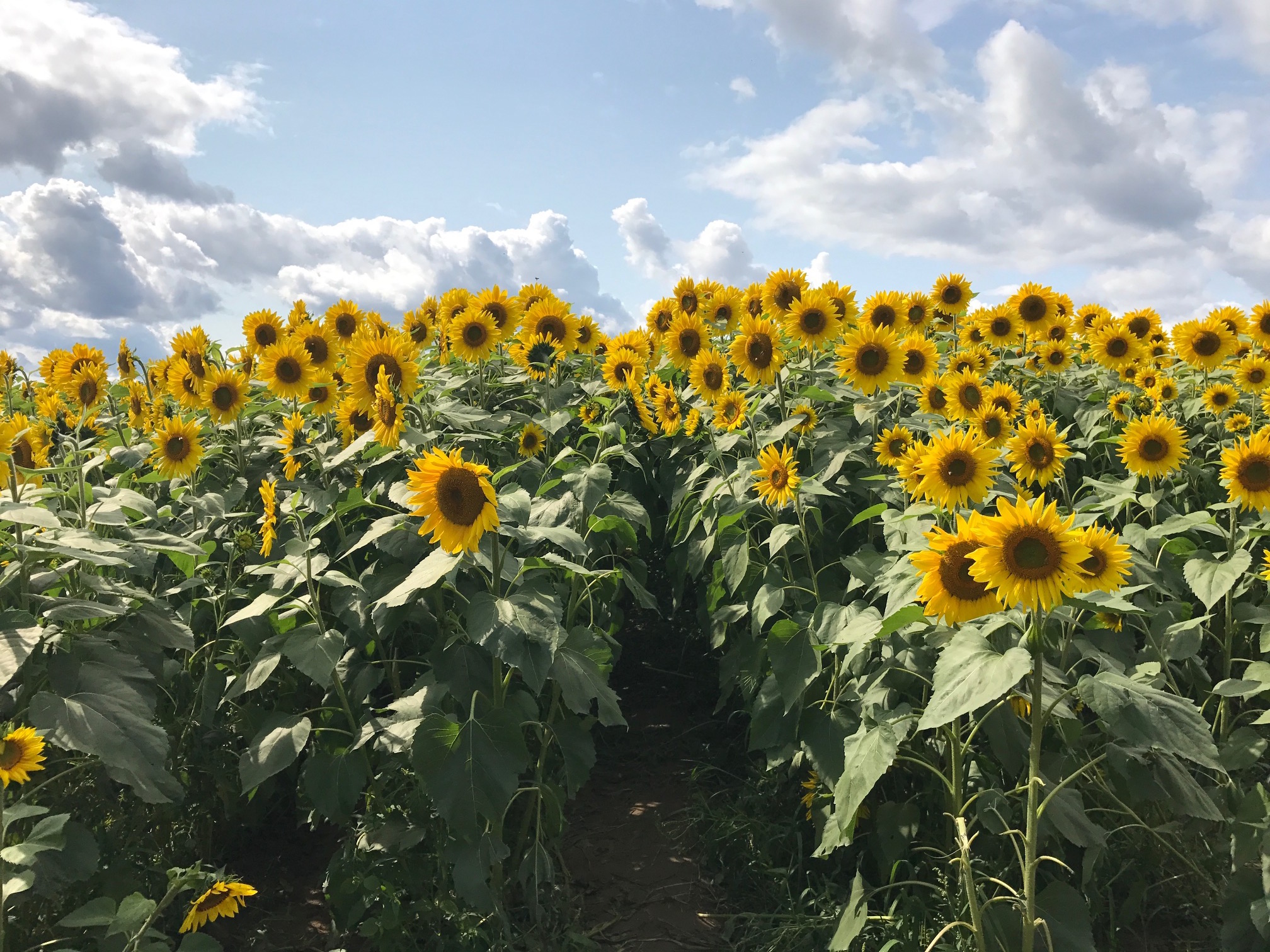 sunflower field at Colby Farm, Newbury MA, neversaydiebeauty.com