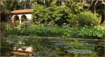 lotus water garden