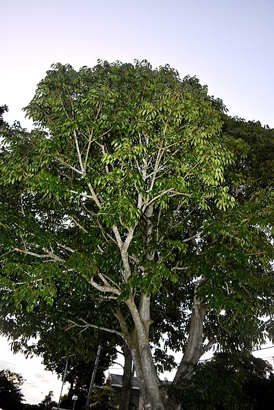 pili tree in Baao