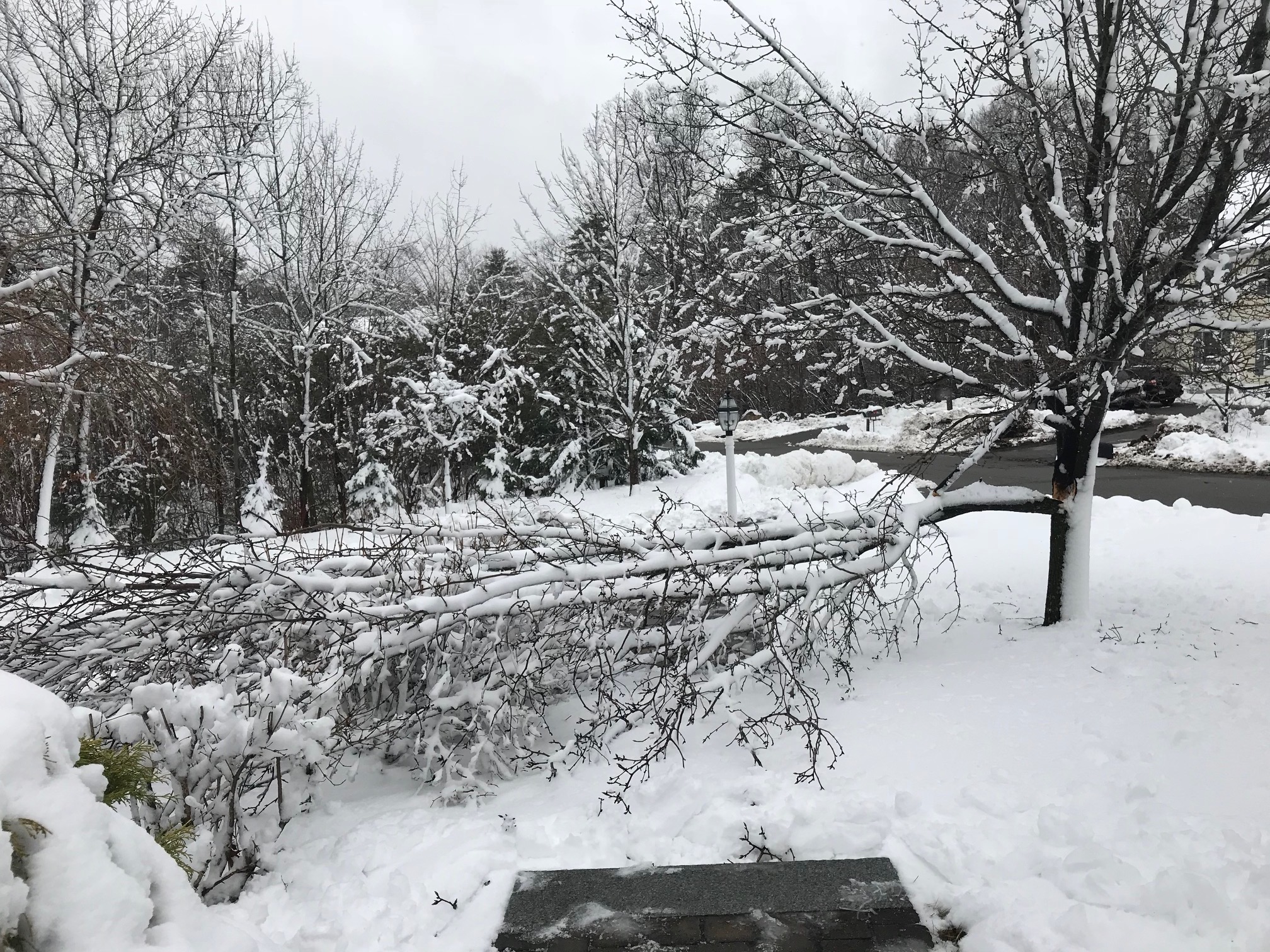 fallen tree limb, neversaydiebeauty.com