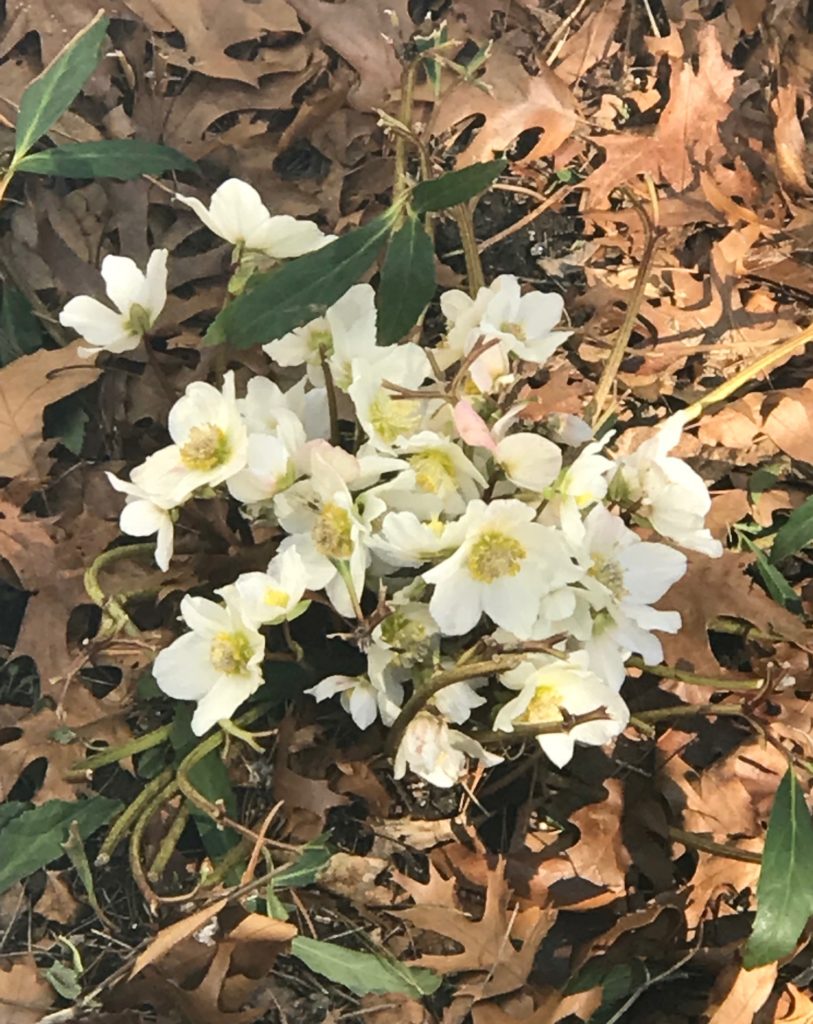 white hellebores in bloom, neversaydiebeauty.com