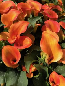 cala lilies at Keukenhof, neversaydiebeauty.com