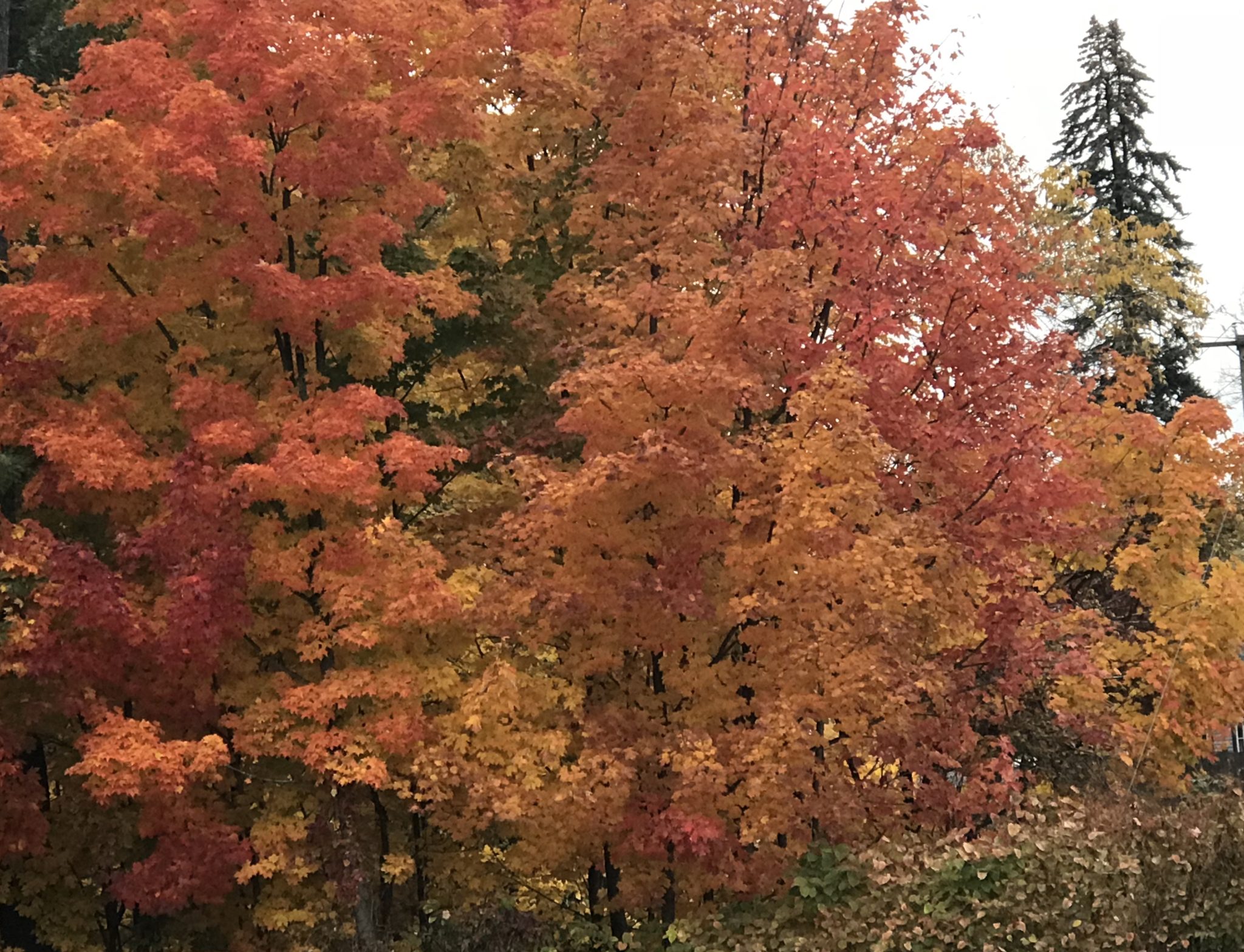 orange and yellow foliage, New England, 2018, neversaydiebeauty.com